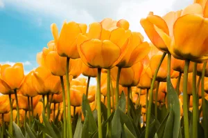 Photos of a field of bright yellow flowers